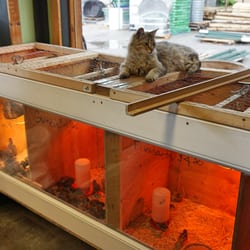 Wild West Farm & Garden - Spring time means chicks are here. We carry many species of chickens, ducks, pheasants, geese, etc. Contact us to place your order!