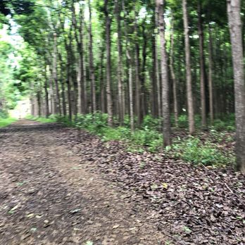 Wai Koa Loop Trail - Hiking Near Me - Kilauea, Hawaii