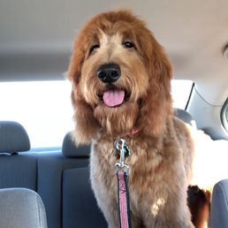 Goldendoodle trim by Britni