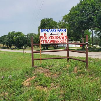 Demases Farm - Strawberry Fields - Farmers Market Near Me - Boyd, Texas Demases Farm - Strawberry Fields - Farmers Market Near Me - Boyd, Texas