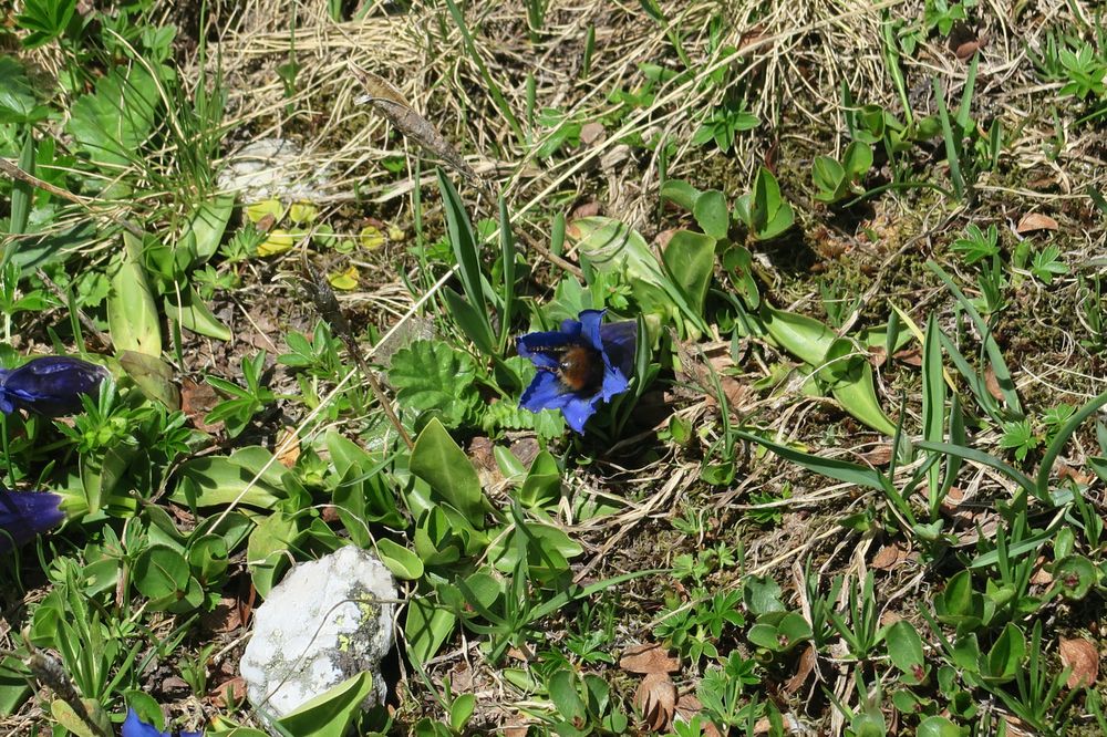 Vanoise National Park