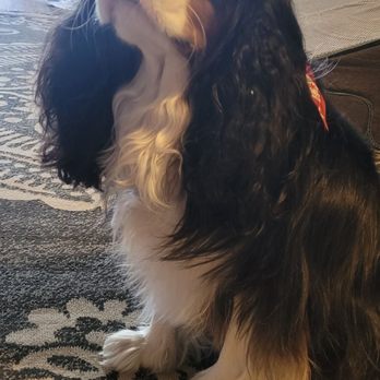Well Groomed Pets - Henderson - Pet Groomers Near Me - Henderson, Nevada