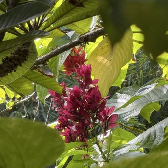 ECHO Global Farm - Brazilian Red Cloak - Community Service/Non-Profit Near Me - North Fort Myers, Florida