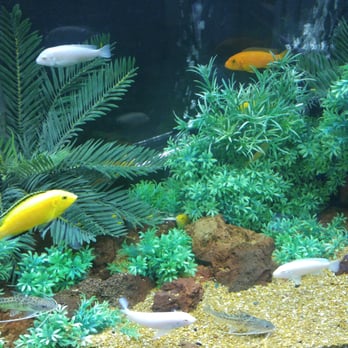 Lazeez - Cute fish tank when you walk in. - Mediterranean Near Me - Mississauga, Ontario