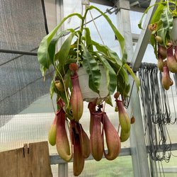 Litchfield Hills Nursery - Carnivorous Picture Plant!!!