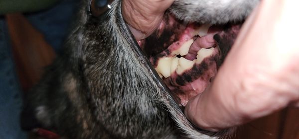 Twin Creek Animal Hospital