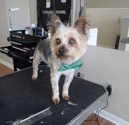 From Shaggy to Radiant - For every friend that you refer to Pawsitively Radiant, you will get $5 off a full service, & so will your friend. From Shaggy to Radiant - For every friend that you refer to Pawsitively Radiant, you will get $5 off a full service, & so will your friend.