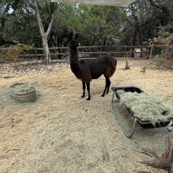 The Shady Llama - Llama! - Beer Gardens Near Me - Wimberley, Texas The Shady Llama - Llama! - Beer Gardens Near Me - Wimberley, Texas