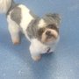 Photo of Pawprints Grooming