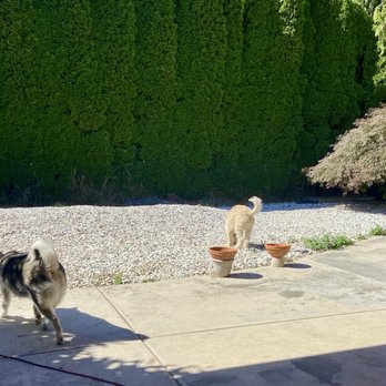 I Got You Poo - Big dogs, big poops . This whole area was cleaned 1st session. - Pet Waste Removal Near Me I Got You Poo - Big dogs, big poops . This whole area was cleaned 1st session. - Pet Waste Removal Near Me