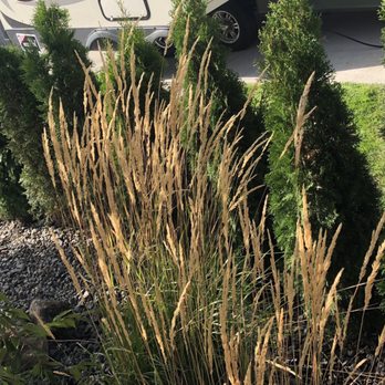 Pacific Lawn & Pest - Arborvitae's lined up in a row! Can't wait for when the living privacy screen is fully matured:) - Pest Control Near Me - Spokane Valley, Washington Pacific Lawn & Pest - Arborvitae's lined up in a row! Can't wait for when the living privacy screen is fully matured:) - Pest Control Near Me - Spokane Valley, Washington
