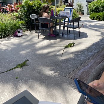 Hampton Inn Key West - Iguanas by pool bar - Hotels Near Me - Key West, Florida