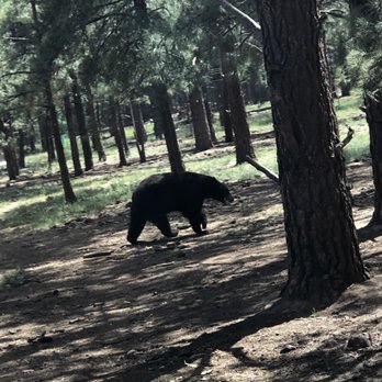 Bearizona - Zoos Near Me - Williams, Arizona Bearizona - Zoos Near Me - Williams, Arizona