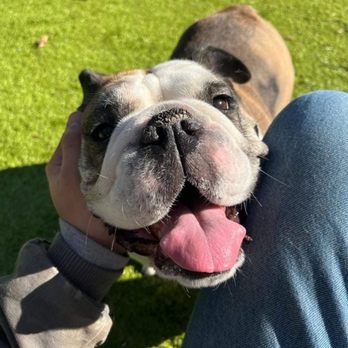 Natural Breed Kennels Resort - Pet Boarding Near Me - Midland, North Carolina