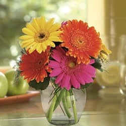 Gerber Daisies