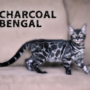 Cataristocrat - Pet Breeders Near Me