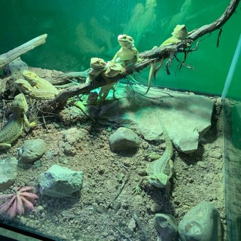 Austin Aquarium - Lizards - Aquariums Near Me - Austin, Texas Austin Aquarium - Lizards - Aquariums Near Me - Austin, Texas