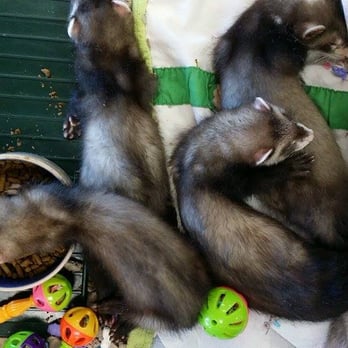 Pet Kingdom - Mosh Pit of Ferrets - Pet Stores Near Me - Las Vegas, Nevada Pet Kingdom - Mosh Pit of Ferrets - Pet Stores Near Me - Las Vegas, Nevada