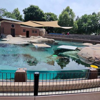 Lincoln Park Zoo - Seals - Zoos Near Me - Chicago, Illinois