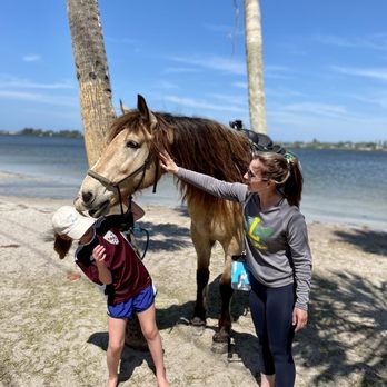 Florida Beach Horses - Horse greeting - Beaches Near Me - Bradenton, Florida