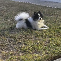 Rosie Rosie