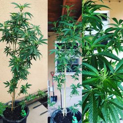 No Stress Hydroponics - OG Skywalker