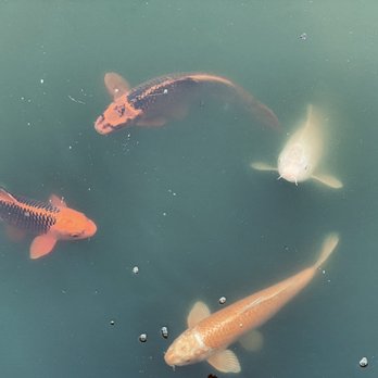 Bricoleur Vineyards - The Koi pond is great - Wineries Near Me - Windsor, California