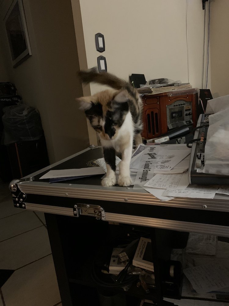 Community Cat Coalition of Clark County - social services organization in Las Vegas, NV