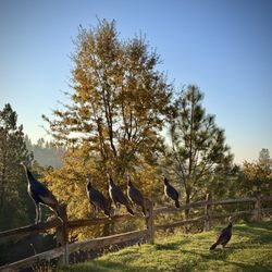 Jackson Rancheria RV Park
