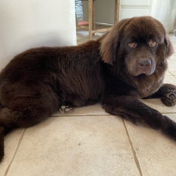 Pet Care Mobile Grooming - Pet Groomers Near Me