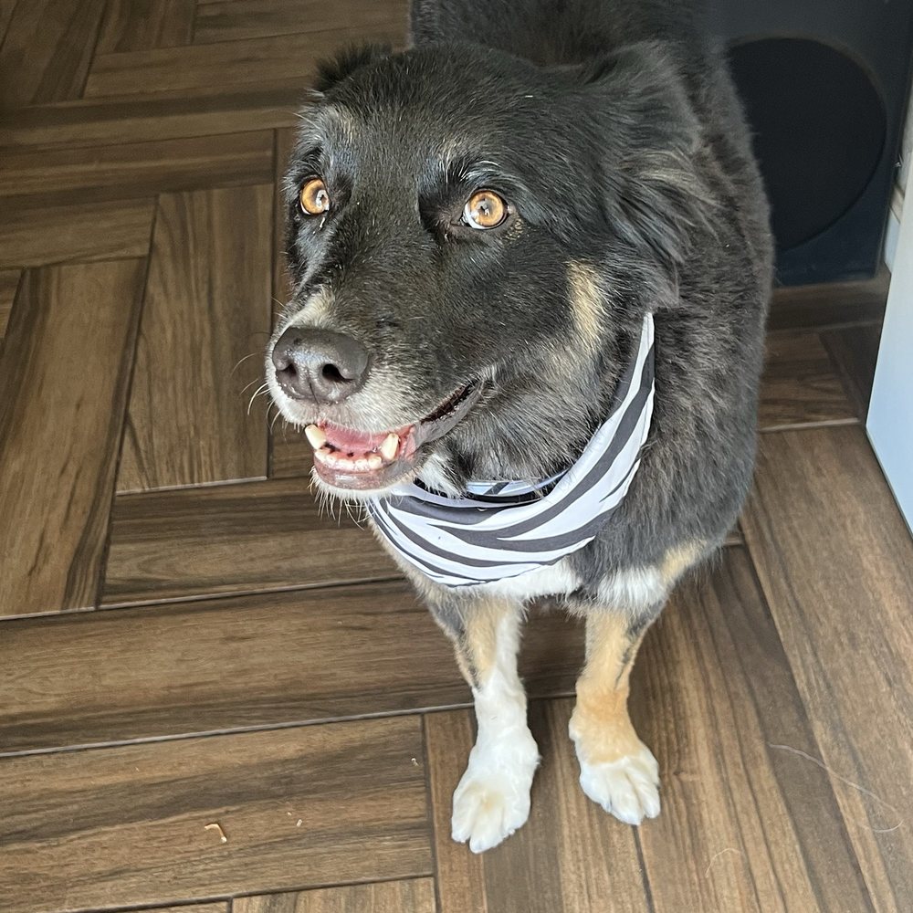 Pet Lovers Mobile Pet Grooming - My Bella girl - Pet Groomers Near Me Pet Lovers Mobile Pet Grooming - My Bella girl - Pet Groomers Near Me