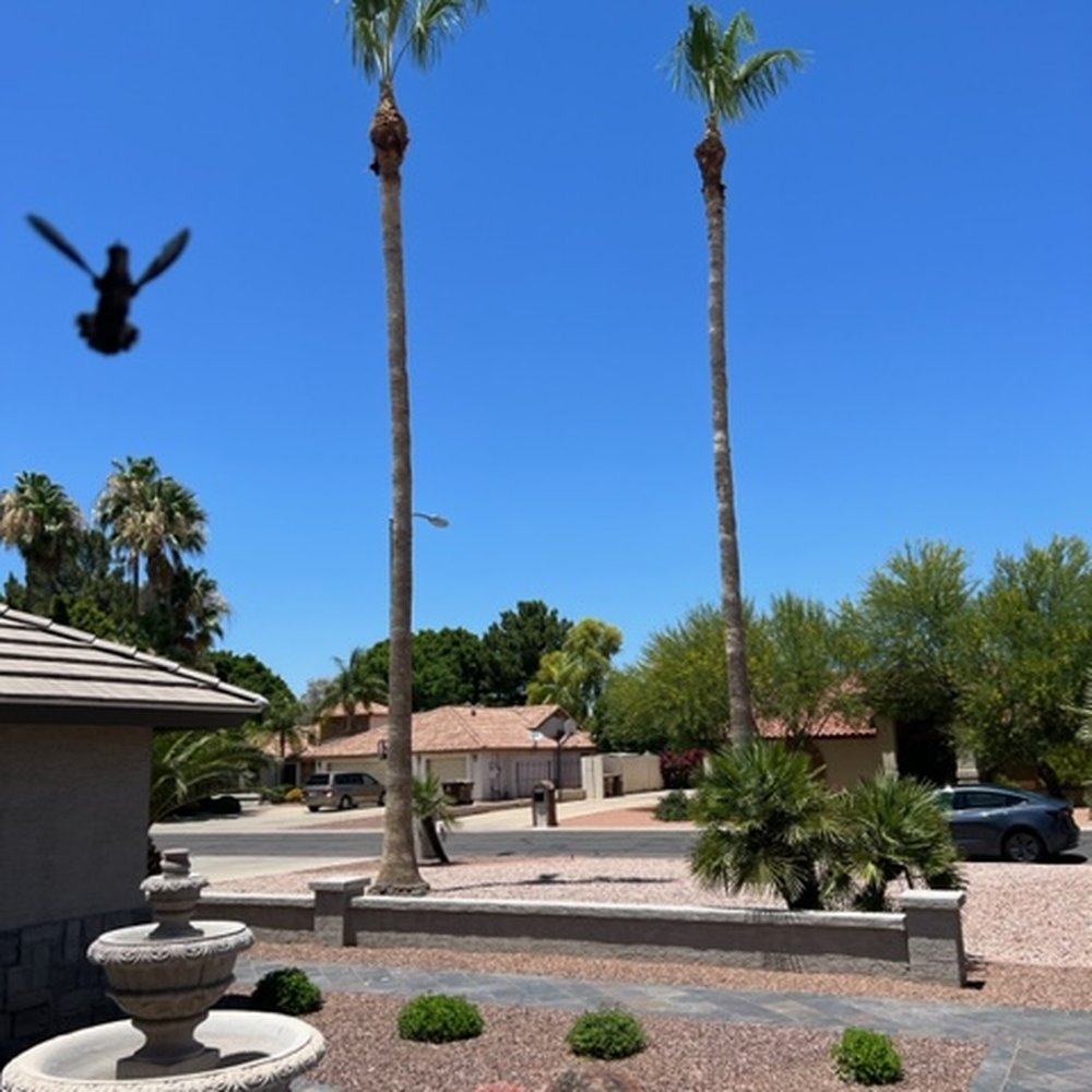 2 Hernandez Landscaping - After trimming. Even the humming bird likes it! - Landscaping Near Me 2 Hernandez Landscaping - After trimming. Even the humming bird likes it! - Landscaping Near Me