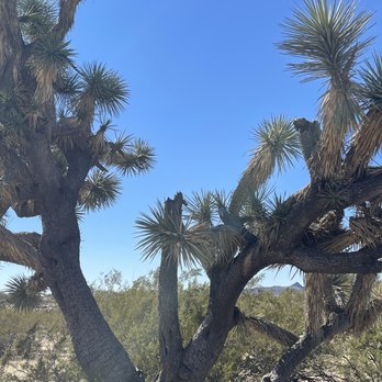 Joshua Tree National Forest - Landmarks & Historical Buildings Near Me - Congress, Arizona Joshua Tree National Forest - Landmarks & Historical Buildings Near Me - Congress, Arizona