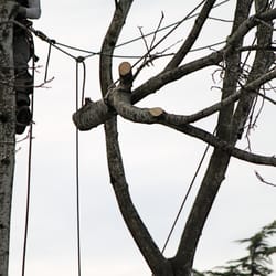 Cascade Tree Works