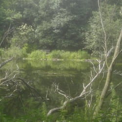 Blackford Pond