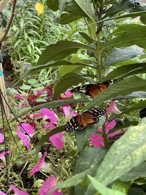 The Original Mackinac Island Butterfly House & Insect World by null