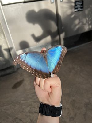 Butterfly Biosphere by null