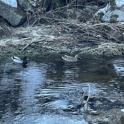 Mill Brook Preserve