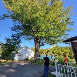 Danville Tree Company - Safeguarding your surroundings, one branch at a time - Danville Tree Company at work.