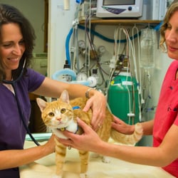 Oceanside Veterinary Clinic