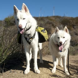 Happy Dog Service - Double trouble.