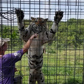 National Tiger Sanctuary - Community Service/Non-Profit Near Me - Saddlebrooke, Missouri