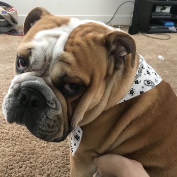 Mutt Cutts Dog Spa - Pet Groomers Near Me - Chino, California Mutt Cutts Dog Spa - Pet Groomers Near Me - Chino, California