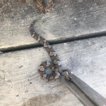 Bailey's Critter Removal - Wildlife Control Near Me Bailey's Critter Removal - Wildlife Control Near Me