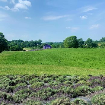 Sunset Ridge Lavender Farm - Attraction Farms Near Me - Enon, Ohio Sunset Ridge Lavender Farm - Attraction Farms Near Me - Enon, Ohio