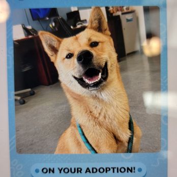spcaLA - Pet Training Near Me - Long Beach, California
