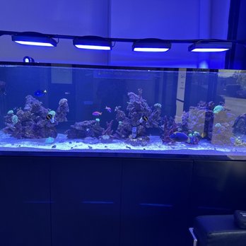 Aquatic Collection Aquarium - RedSea S1000 with everything you see in the photo purchased at AC. - Aquarium Services Near Me - Hayward, California