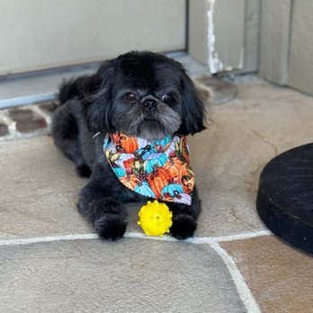 D Tails Pet Grooming - Ori - Pet Groomers Near Me - Fort Worth, Texas D Tails Pet Grooming - Ori - Pet Groomers Near Me - Fort Worth, Texas