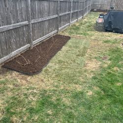 Raspberry bushes