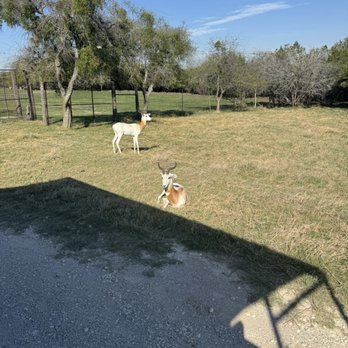 Fossil Rim Wildlife Center - Zoos Near Me - Glen Rose, Texas Fossil Rim Wildlife Center - Zoos Near Me - Glen Rose, Texas